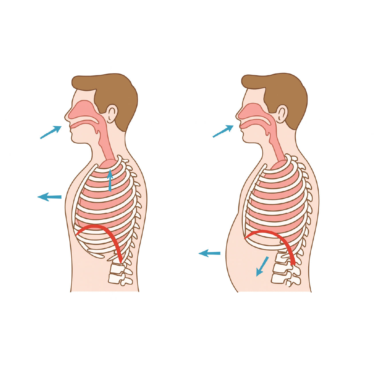 Ilustración del sistema respiratorio